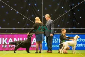 <b class=qtipBold><figcaption>Gundog Group judging</figcaption></b><br>The Kennel Club Crufts 2015 Gundog Group judging