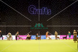 <b class=qtipBold><figcaption>Gundog group judging</figcaption></b><br><em>© Yulia Titovets / The Kennel Club</em> Gundog group judging