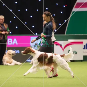 <b class=qtipBold><figcaption>Gundog Group judging</figcaption></b><br><em>© Yulia Titovets </em> Gundog Group judging