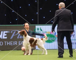 <b class=qtipBold><figcaption>Gundog Group judging</figcaption></b><br><em>© Yulia Titovets </em> Gundog Group judging