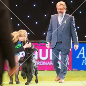 <b class=qtipBold><figcaption>Gundog Group winner</figcaption></b> Gundog Group winner