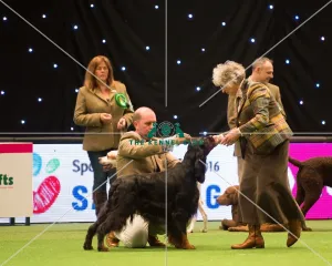 <b class=qtipBold><figcaption>Gundog Group - winner</figcaption></b><br><em>© Yulia Titovets / The Kennel Club</em> Gundog Group - winner