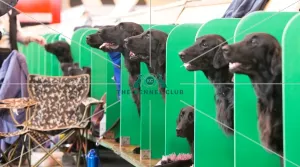 <b class=qtipBold><figcaption>Heads</figcaption></b><br><em>© Roger Sjolstad / The Kennel Club</em> Heads