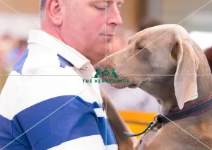 <b class=qtipBold><figcaption>Headshot</figcaption></b><br><em>© Roger Sjolstad / The Kennel Club</em> Headshot