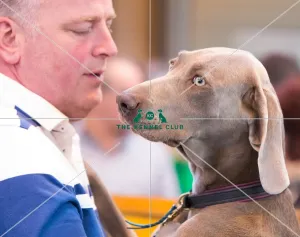 <b class=qtipBold><figcaption>Headshot</figcaption></b><br><em>© Roger Sjolstad / The Kennel Club</em> Headshot