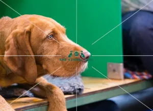<b class=qtipBold><figcaption>Headshot at bench</figcaption></b><br><em>© Roger Sjolstad / The Kennel Club</em> Headshot at bench
