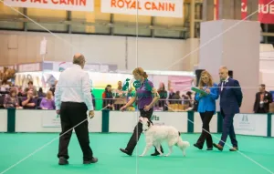 <b class=qtipBold><figcaption>Heelwork</figcaption></b><br>Heelwork Judge at work<br><em>© Roger Sjolstad / The Kennel Club</em> Heelwork