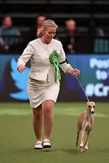 Official photos from Crufts 2023: Heidi Bekkvang from Norway with Jasper, a Whippet, which was the Best of Breed winner today
