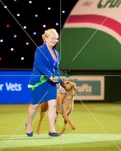 <b class=qtipBold><figcaption>Hound Group</figcaption></b><br><em>© Yulia Titovets / The Kennel Club</em> Hound Group