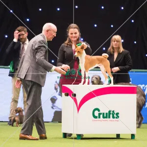 <b class=qtipBold><figcaption>Hound Group judging</figcaption></b><br><em>© Yulia Titovets </em> Hound Group judging