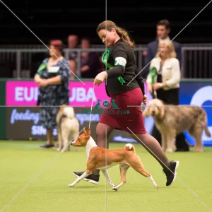 <b class=qtipBold><figcaption>Hound Group judging</figcaption></b><br><em>© Yulia Titovets </em> Hound Group judging