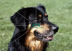 <b class=qtipBold><figcaption>Hovawart</figcaption></b><br><br><em>© Diane Pearce Collection / The Kennel Club</em> Hovawart