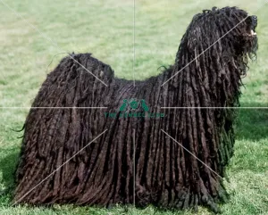 <b class=qtipBold><figcaption>Hungarian Puli</figcaption></b><br><br><em>© Diane Pearce Collection / The Kennel Club</em> Hungarian Puli