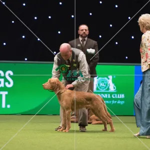<b class=qtipBold><figcaption>Hungarian Wirehaired Vizsla</figcaption></b><br>Gundog Group judging<br><em>© Yulia Titovets</em> Hungarian Wirehaired Vizsla