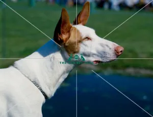 <b class=qtipBold><figcaption>Ibizan Hound</figcaption></b><br><br><em>© Diane Pearce Collection / The Kennel Club</em> Ibizan Hound