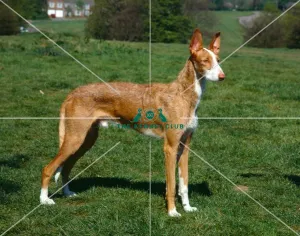 <b class=qtipBold><figcaption>Ibizan Hound</figcaption></b><br><br><em>© Diane Pearce Collection / The Kennel Club</em> Ibizan Hound