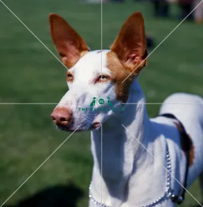 <b class=qtipBold><figcaption>Ibizan Hound</figcaption></b><br><br><em>© Diane Pearce Collection / The Kennel Club</em> Ibizan Hound