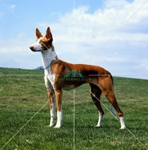 <b class=qtipBold><figcaption>Ibizan Hound</figcaption></b><br><br><em>© Diane Pearce Collection / The Kennel Club</em> Ibizan Hound