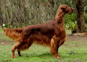 Images Dated 29th April 2007: Irish Setter