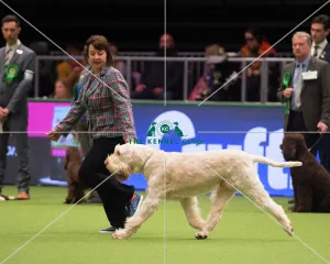<b class=qtipBold><figcaption>Italian Spinone</figcaption></b><br>Gundog Group judging<br><em>© Yulia Titovets</em> Italian Spinone