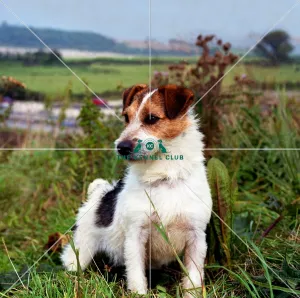<b class=qtipBold><figcaption>jack russell</figcaption></b><br><br><em>© Diane Pearce Collection / The Kennel Club</em> jack russell