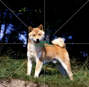 <b class=qtipBold><figcaption>Japanese Shiba Inu</figcaption></b><br><br><em>© Diane Pearce Collection / The Kennel Club</em> Japanese Shiba Inu