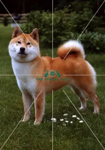 <b class=qtipBold><figcaption>Japanese Shiba Inu</figcaption></b><br><br><em>© Diane Pearce Collection / The Kennel Club</em> Japanese Shiba Inu