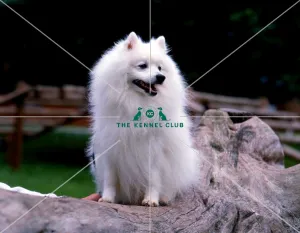<b class=qtipBold><figcaption>Japanese Spitz</figcaption></b><br><br><em>© Diane Pearce Collection / The Kennel Club</em> Japanese Spitz