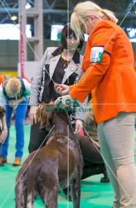 <b class=qtipBold><figcaption>Judge at work</figcaption></b><br>Judge at work Mrs N Ellis<br><em>© Roger Sjolstad / The Kennel Club</em> Judge at work