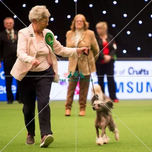 <b class=qtipBold><figcaption>judging of Toy Group</figcaption></b><br><em>© Yulia Titovets / The Kennel Club</em> judging of Toy Group