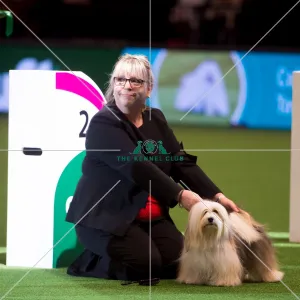 <b class=qtipBold><figcaption>judging of Toy Group - 2nd</figcaption></b><br><em>© Yulia Titovets / The Kennel Club</em> judging of Toy Group - 2nd