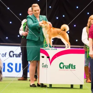 <b class=qtipBold><figcaption>judging of Utility Group - 2nd place</figcaption></b><br><em>© Yulia Titovets / The Kennel Club</em> judging of Utility Group - 2nd place