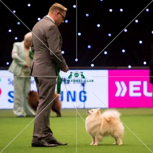 <b class=qtipBold><figcaption>judging of Utility Group - winner</figcaption></b><br><em>© Yulia Titovets / The Kennel Club</em> judging of Utility Group - winner
