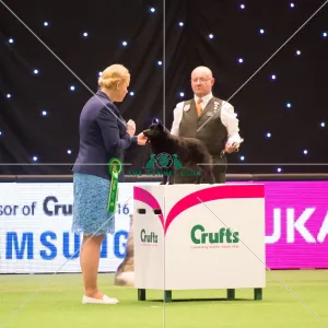 <b class=qtipBold><figcaption>judging of Utility Groupr</figcaption></b><br><em>© Yulia Titovets / The Kennel Club</em> judging of Utility Groupr