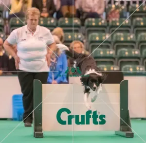 <b class=qtipBold><figcaption>Jumping</figcaption></b><br><em>© Roger Sjolstad / The Kennel Club</em> Jumping