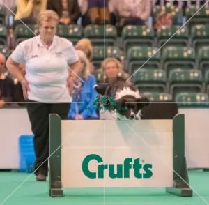 <b class=qtipBold><figcaption>Jumping</figcaption></b><br><em>© Roger Sjolstad / The Kennel Club</em> Jumping
