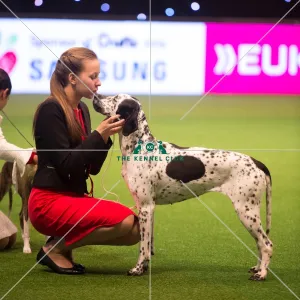 <b class=qtipBold><figcaption>Junior Handler</figcaption></b><br><em>© Yulia Titovets / The Kennel Club</em> Junior Handler