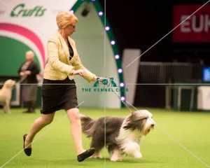 <b class=qtipBold><figcaption>Junior Warrant Competition Final</figcaption></b><br><em>© Yulia Titovets / The Kennel Club</em> Junior Warrant Competition Final
