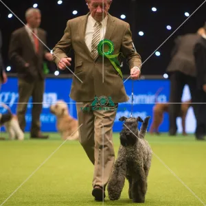 <b class=qtipBold><figcaption>k</figcaption></b><br><em>© Yulia Titovets / The Kennel Club</em> k