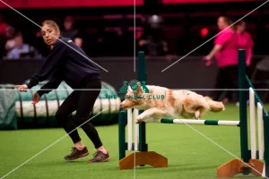 <b class=qtipBold><figcaption>KC Novice Cup</figcaption></b><br><em>© Yulia Titovets / The Kennel Club</em> KC Novice Cup