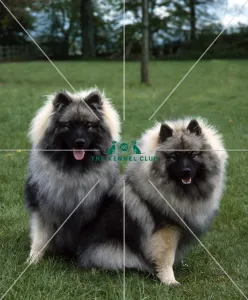 <b class=qtipBold><figcaption>Keeshonds</figcaption></b><br><br><em>© Diane Pearce Collection / The Kennel Club</em> Keeshonds