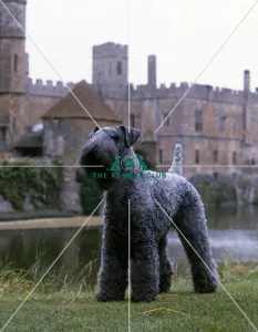 <b class=qtipBold><figcaption>Kerry Blue Terrier</figcaption></b><br><br><em>© Diane Pearce Collection / The Kennel Club</em> Kerry Blue Terrier