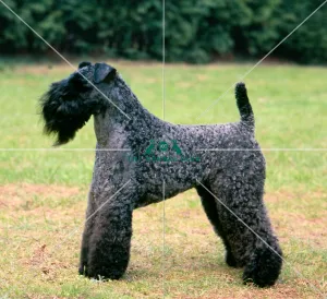 <b class=qtipBold><figcaption>Kerry Blue Terrier</figcaption></b><br><br><em>© Diane Pearce Collection / The Kennel Club</em> Kerry Blue Terrier
