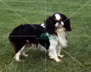 <b class=qtipBold><figcaption>King Charles Spaniel</figcaption></b><br><br><em>© Diane Pearce Collection / The Kennel Club</em> King Charles Spaniel