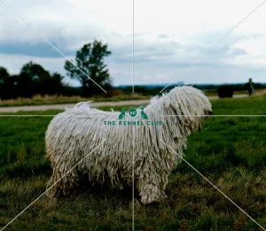 <b class=qtipBold><figcaption>Komondor</figcaption></b><br><br><em>© Diane Pearce Collection / The Kennel Club</em> Komondor