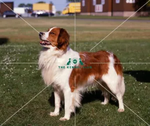 <b class=qtipBold><figcaption>Kooikerhondje</figcaption></b><br><br><em>© Diane Pearce Collection / The Kennel Club</em> Kooikerhondje
