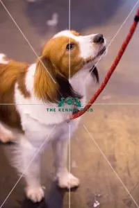 <b class=qtipBold><figcaption>Kooikerhondje breed ring</figcaption></b> Kooikerhondje breed ring