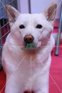 <b class=qtipBold><figcaption>Korean Jindo</figcaption></b><br><em>© The Kennel Club</em> Korean Jindo