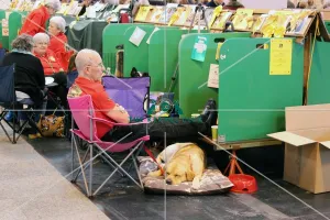 <b class=qtipBold><figcaption>labrador</figcaption></b><br>labrador general shot<br><em>© Jess Clark / The Kennel Club</em> labrador