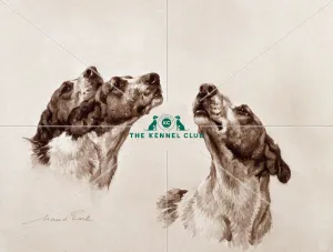 <b class=qtipBold><figcaption>Ladies of the Chorus</figcaption></b><br>This photogravure has been taken from Maud Earl's portfolio 'British Hounds and Gun-Dogs', which was published in a limited edition of 500 copies in 1902 by the Berlin Photographic Company. The dogs shown here are Clumber Harriers called Lively, Desperate and Dora and they belonged to Her Grace the Duchess of Newcastle. The Duchess' involvement with dogs knew no bounds, keeping a pack of Harriers at Clumber alongside her show dogs. Of the breed, Lady Gifford MH wrote: 'Indeed the breed of hound that can boast of possibly greater antiquity that any other. For did not the cavalry soldier Xenophon at the age of 24 keep a pack of Harriers, over 2, 000 years ago'.<br><em>© TThe Kennel Club</em> Ladies of the Chorus